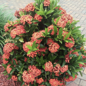 MINI IXORA
